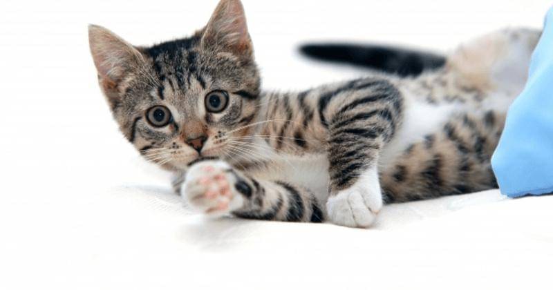 Freepik/Bedneyimages